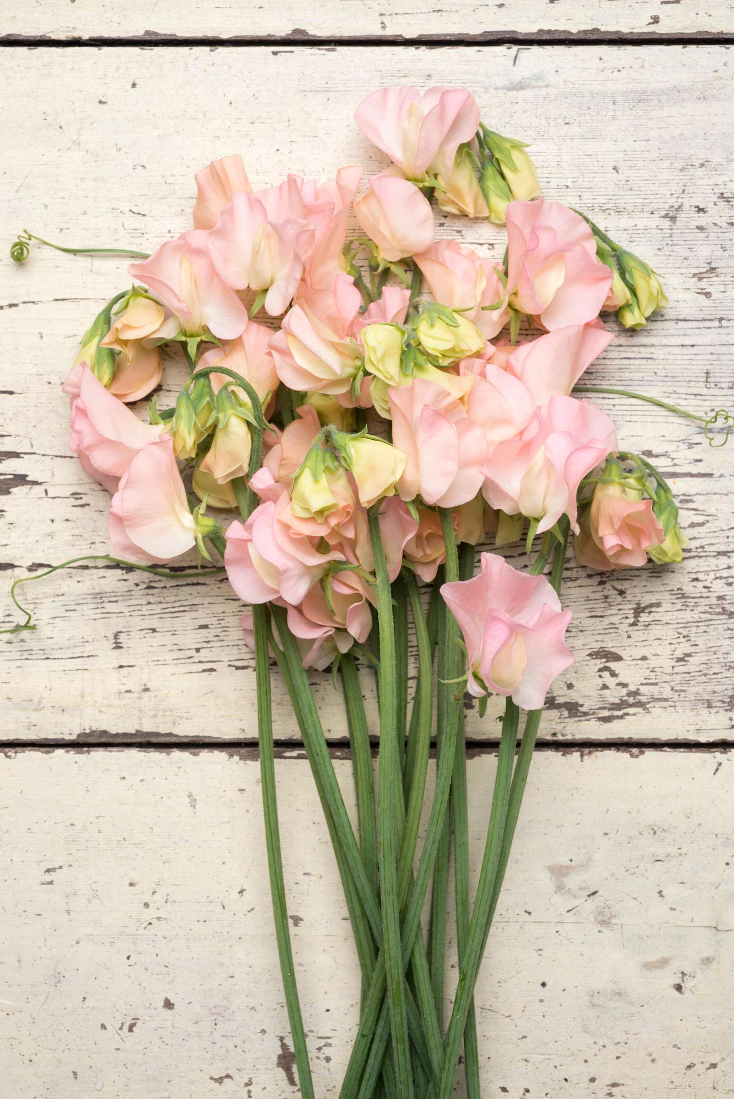 Pois de senteur 'Spring Sunshine Champagne' (graines)